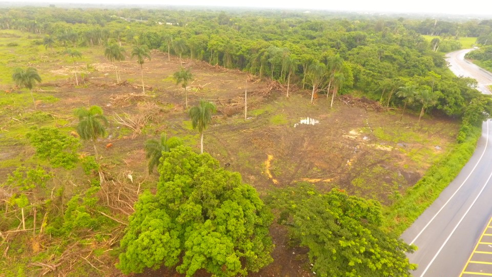 Procuraduría ambiental presenta acusación contra una empresa por el corte de cientos de árboles